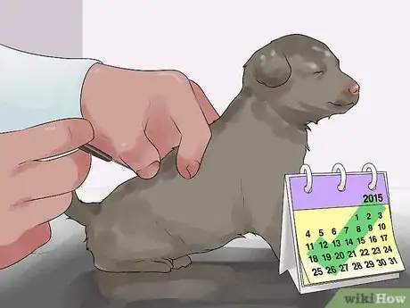 Image titled Take Newborn Puppies for Their First Vet Checkup Step 18
