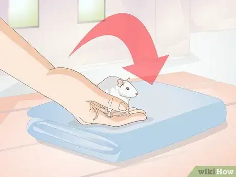 Image titled Treat Mice With Penile Prolapse Step 5