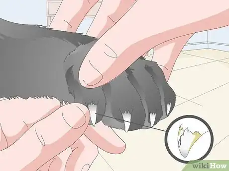 Image titled Clean Your Cat's Feet Step 6