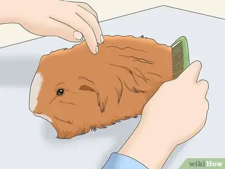 Image titled Get Knots Out of a Guinea Pig's Fur Step 5