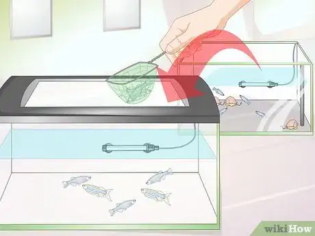 Image titled Breed Danios Step 15