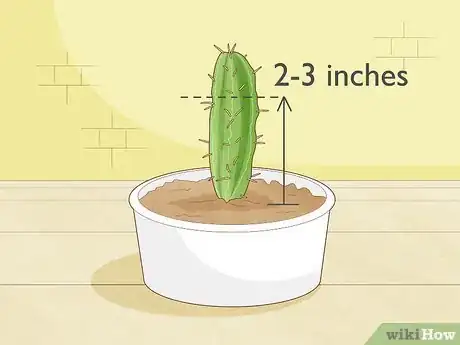 Image titled Propagate a Cactus Step 19