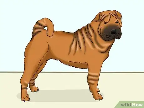 Image titled Identify a Shar‐Pei Step 7