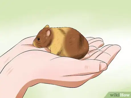 Image titled Train a Hamster Not to Bite Step 9