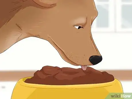 Image titled Treat Fever in Dogs Step 5