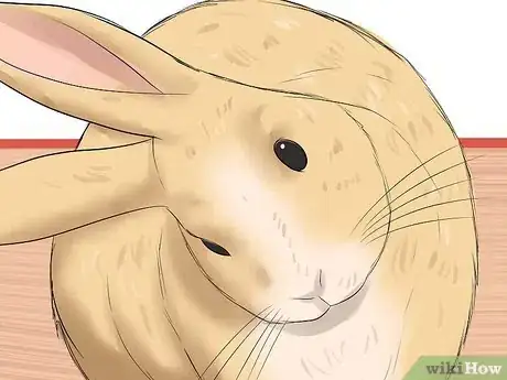 Image titled Diagnose Respiratory Problems in Rabbits Step 5