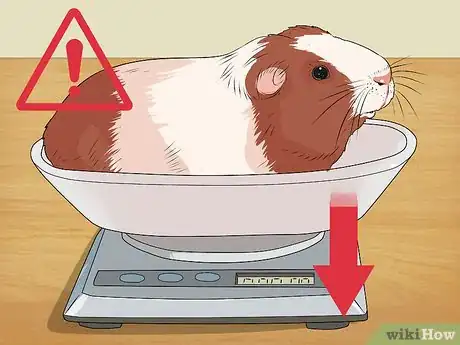 Image titled Care for a Guinea Pig with Pneumonia Step 3