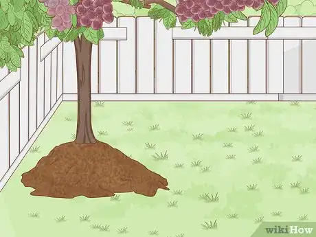 Image titled Grow a Plum Tree Step 2