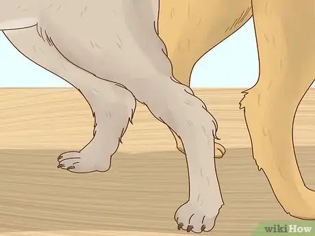 Image titled Tell if Your Dog Is in Heat Step 8
