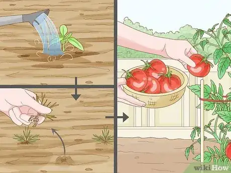 Image titled Create a Vegetable Garden Step 11