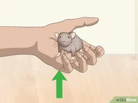 Image titled Pick Up a Pet Mouse Step 5