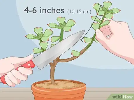 Image titled Propagate Succulent Plant Cuttings Step 5