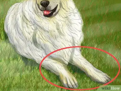 Image titled Identify a Maremma Sheepdog Step 10