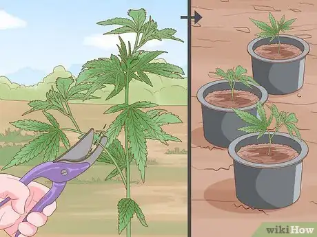 Image titled Grow Cannabis Outdoors Step 7