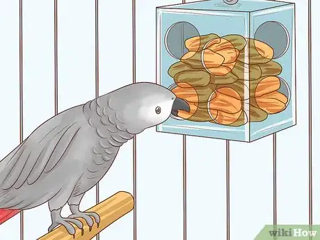 Image titled Entertain an African Grey Parrot Step 10