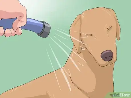 Image titled Remove Skunk Odor from Dogs Step 12