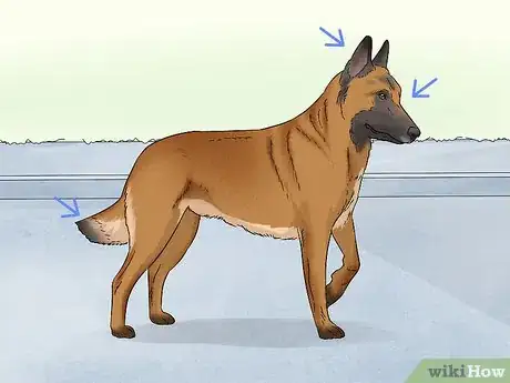 Image titled Identify a Belgian Malinois Step 10