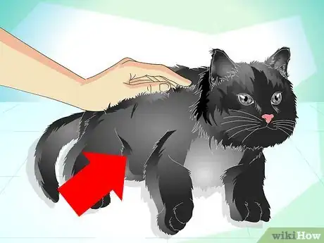 Image titled Care for Your Cat's Coat Step 1