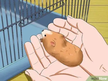 Image titled Make Your Hamster Trust You Step 12