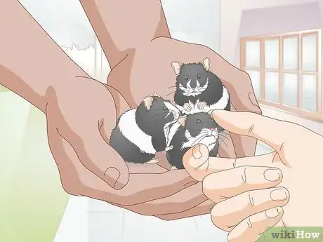 Image titled Deal with Baby Hamsters Step 12
