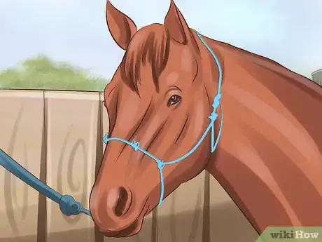 Image titled Tame Your Horse or Pony Step 11