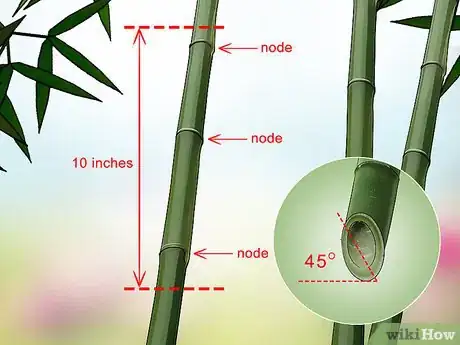 Image titled Propagate Bamboo Step 2