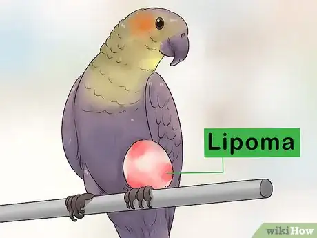 Image titled Treat Tumors in Amazon Parrots Step 2