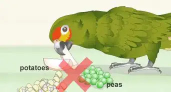 Deal with an Aggressive Amazon Parrot