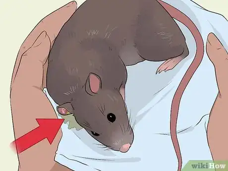 Image titled Treat Ear Infections in Rats Step 4
