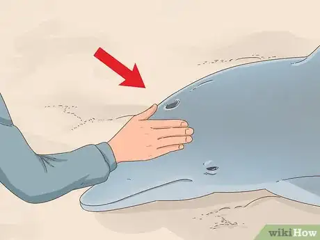Image titled Save a Stranded Dolphin Step 11