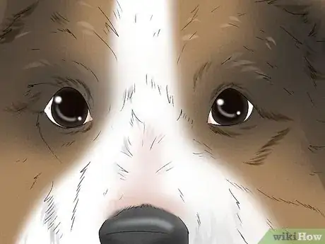 Image titled Identify a Cardigan Welsh Corgi Step 3