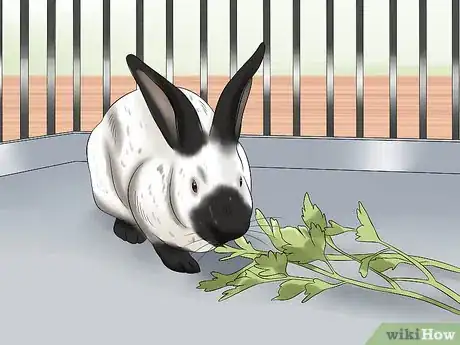 Image titled Care for Californian Rabbits Step 3