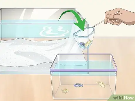 Image titled Remove Fish from an Aquarium to Clean Step 6