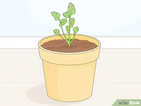 Image titled Harvest Parsley Step 1