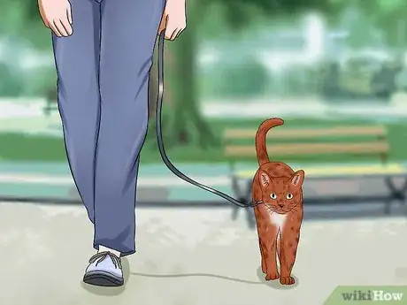 Image titled Keep a Cat Safe Outside Step 4