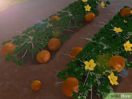Image titled Grow Giant Pumpkins Step 12