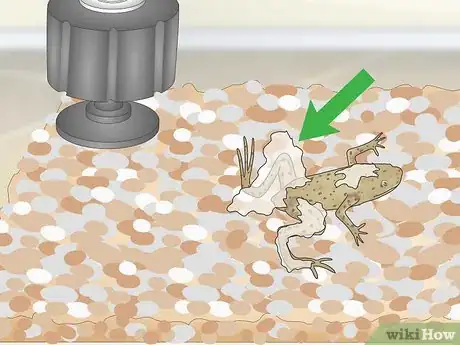 Image titled Care for African Dwarf Frogs Step 12