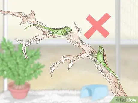 Image titled Care for an Iguana Step 16