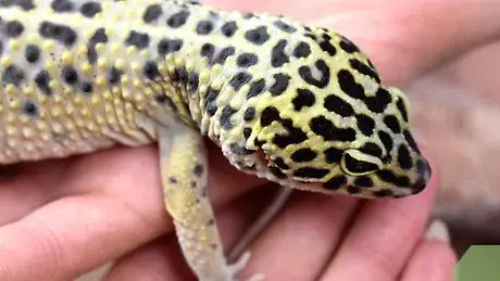 Image titled Take Care of a Leopard Gecko That Won't Eat Step 5