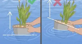 Plant Aquatic Plants