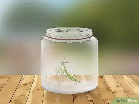 Image titled Catch and Keep a Praying Mantis Step 4