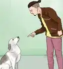 Stop Your Dog from Barking at Strangers