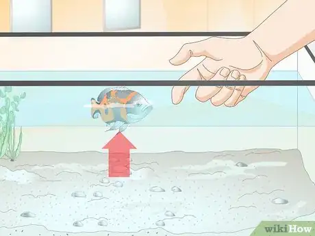 Image titled Train Your Fish to Do Tricks Step 12