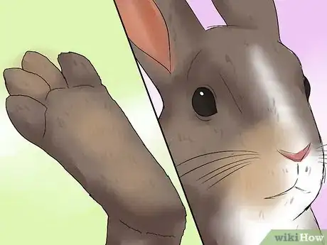 Image titled Diagnose Respiratory Problems in Rabbits Step 3