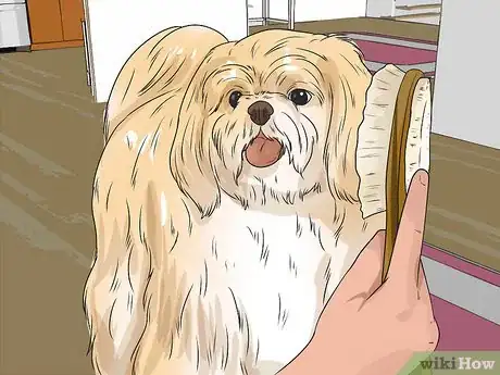 Image titled Take Care of a Lhasa Apso Step 4