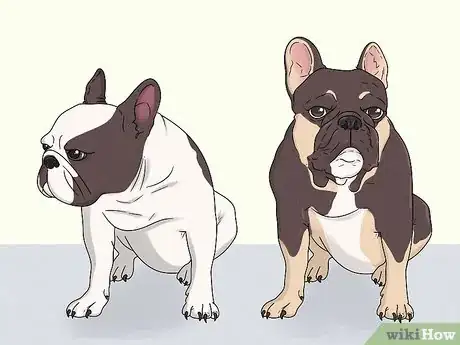 Image titled Identify a French Bulldog Step 8