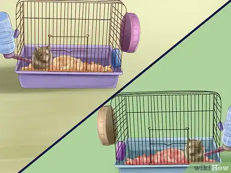 Image titled Determine the Sex of a Dwarf Hamster Step 9