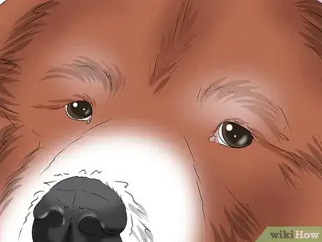 Image titled Identify a Caucasian Shepherd Dog Step 4