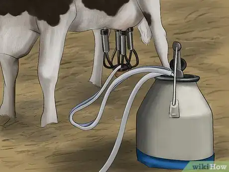 Image titled Milk a Cow With a Milking Machine Step 11