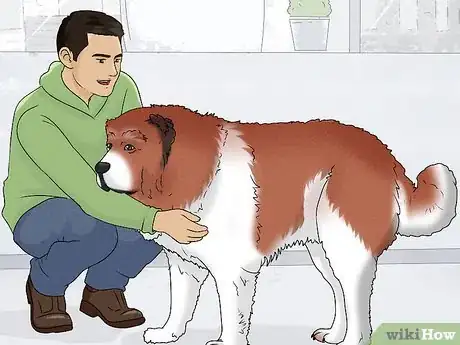 Image titled Identify a Caucasian Shepherd Dog Step 8